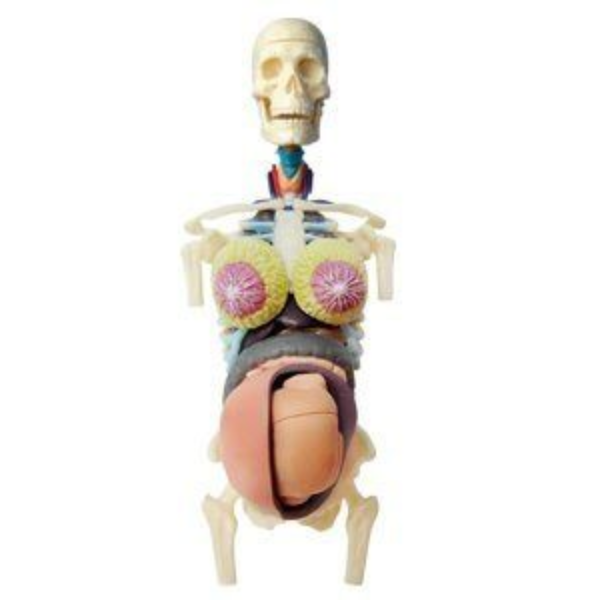 【4D MASTER】立體拼組模型人體解剖教學系列-全透視半身-懷孕 26069